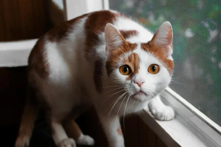 cats age in human years, do cats know their names, What to Do When Your Cat Is in Heat, Cat Vomiting, cat names