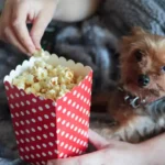 Can Dogs Eat Popcorn
