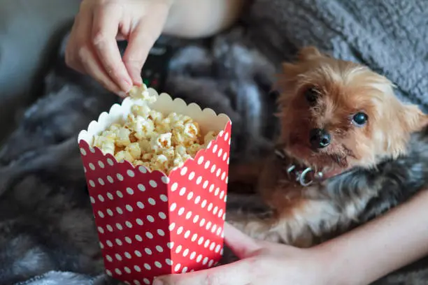 Can Dogs Eat Popcorn