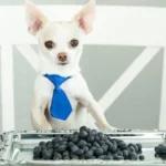 Can Dogs Eat Blueberries? Benefits, Risks & Feeding Guide for Pet Owners