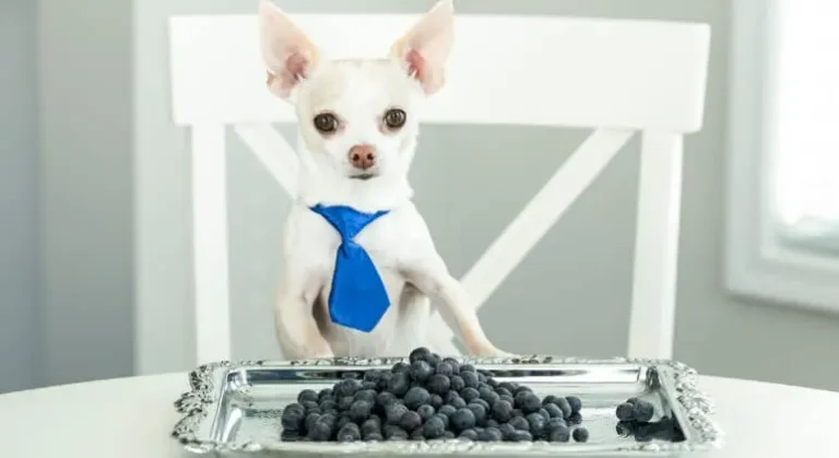 Can Dogs Eat Blueberries? Benefits, Risks & Feeding Guide for Pet Owners