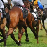 Sovereignty Triumphs at the 2025 Kentucky Derby