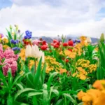 Ultimate Guide to Hanging Garden Sharjah