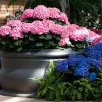 Hydrangea planters