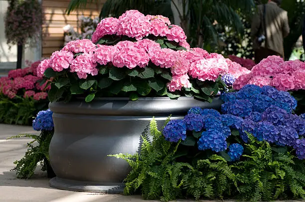 Hydrangea planters
