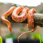 Biblical Meaning of Snakes in a Dream