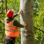 Normal Day As An Arborist In Huddinge, Sweden