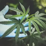 THC vs THCA